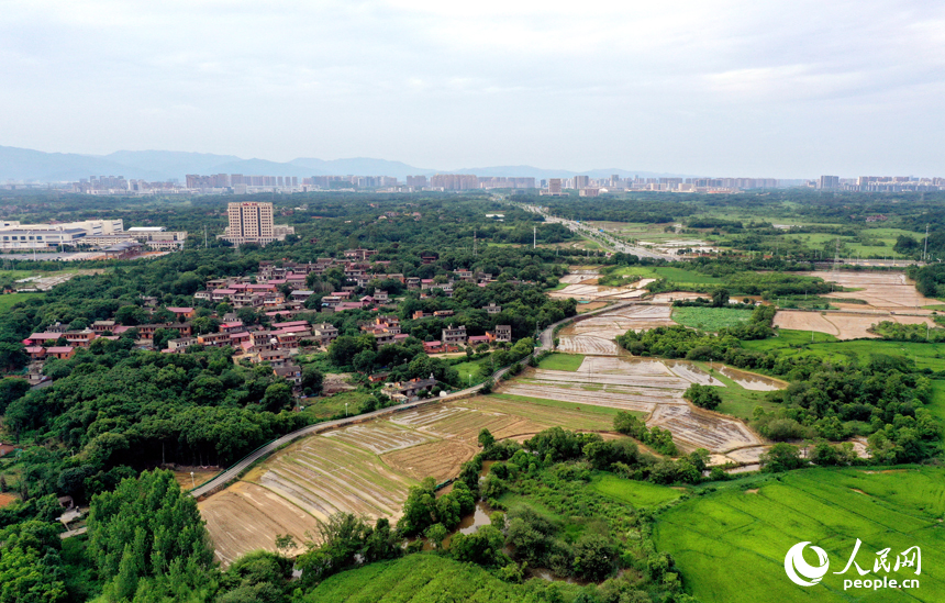 红谷滩区龙兴街道文青村连片的秧田水光潋滟，为中稻插秧做足准备。人民网记者 时雨摄