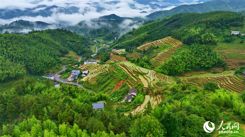 崇义县上堡乡上堡梯田，错落分布的乡村民居与葱茏草木、蜿蜒田垄相互映衬，构成一幅水丰土沃、梯田层叠的夏日田园画卷。人民网记者 朱海鹏摄