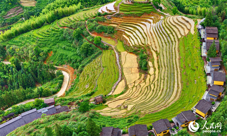 崇义县上堡乡上堡梯田，错落分布的乡村民居与葱茏草木、蜿蜒田垄相互映衬，构成一幅水丰土沃、梯田层叠的夏日田园画卷。人民网记者 朱海鹏摄