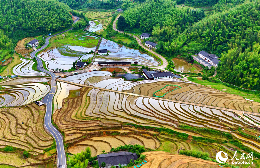 崇义县上堡乡上堡梯田，错落分布的乡村民居与葱茏草木、蜿蜒田垄相互映衬，构成一幅水丰土沃、梯田层叠的夏日田园画卷。人民网记者 朱海鹏摄