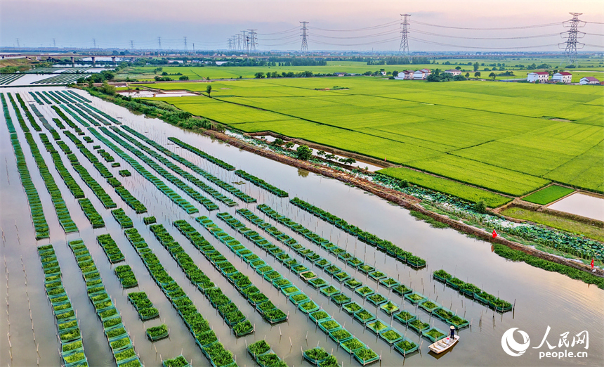 南昌县泾口乡东方村的水产养殖基地，养殖户划着小船穿梭其中整理网箱喂养黄鳝。人民网记者 朱海鹏摄