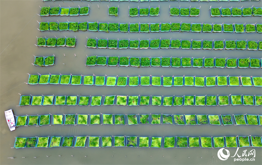 南昌县泾口乡东方村的水产养殖基地，养殖户划着小船穿梭其中整理网箱喂养黄鳝。人民网记者 朱海鹏摄