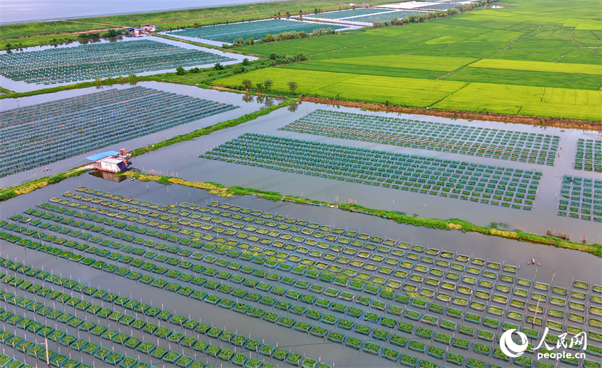 南昌县泾口乡东方村的水产养殖基地，养殖户划着小船穿梭其中整理网箱喂养黄鳝。人民网记者 朱海鹏摄