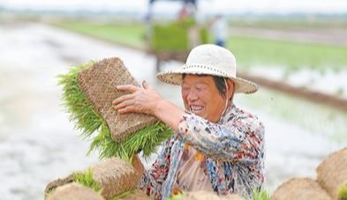 田间起秧忙