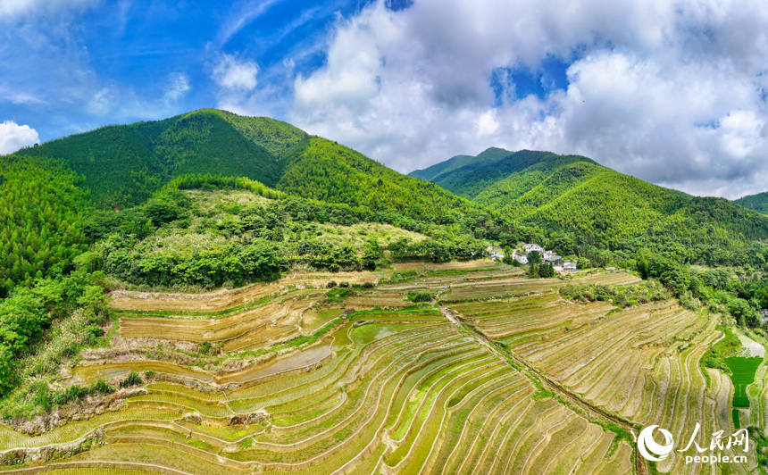 贛州市大余縣河洞鄉長嶺村，阡陌縱橫的高山梯田與青翠的樹木、錯落的農房相映成景。人民網記者 朱海鵬攝