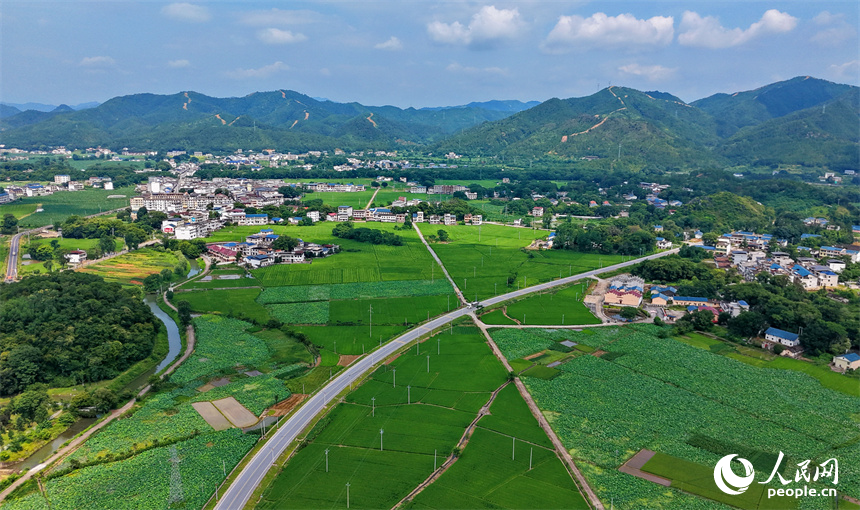 瑞金市云石山乡黄陂村，蜿蜒向前的农村公路上车辆往来驰骋，路边绿意盎然的农田与鳞次栉比的农房相映衬，构成一幅路畅景美的夏日田园画卷。人民网记者 朱海鹏摄