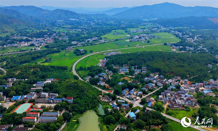 瑞金市云石山乡黄陂村，蜿蜒向前的农村公路上车辆往来驰骋，路边绿意盎然的农田与鳞次栉比的农房相映衬，构成一幅路畅景美的夏日田园画卷。人民网记者 朱海鹏摄