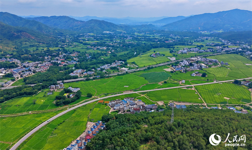瑞金市云石山乡黄陂村，蜿蜒向前的农村公路上车辆往来驰骋，路边绿意盎然的农田与鳞次栉比的农房相映衬，构成一幅路畅景美的夏日田园画卷。人民网记者 朱海鹏摄