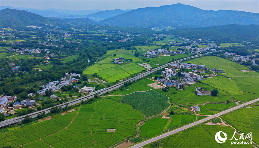 瑞金市云石山乡黄陂村，蜿蜒向前的农村公路上车辆往来驰骋，路边绿意盎然的农田与鳞次栉比的农房相映衬，构成一幅路畅景美的夏日田园画卷。人民网记者 朱海鹏摄