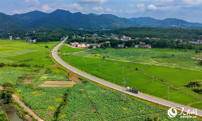 瑞金市云石山乡黄陂村，蜿蜒向前的农村公路上车辆往来驰骋，路边绿意盎然的农田与鳞次栉比的农房相映衬，构成一幅路畅景美的夏日田园画卷。人民网记者 朱海鹏摄