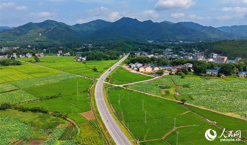 瑞金市云石山乡黄陂村，蜿蜒向前的农村公路上车辆往来驰骋，路边绿意盎然的农田与鳞次栉比的农房相映衬，构成一幅路畅景美的夏日田园画卷。人民网记者 朱海鹏摄