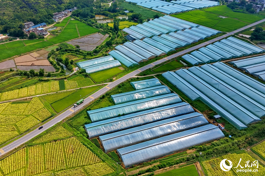 果蔬專業合作社種植基地，連片分布的鋼架薄膜大棚與田園、農房相互映襯，構成一幅業興景美的夏日鄉村畫卷。人民網記者 朱海鵬攝