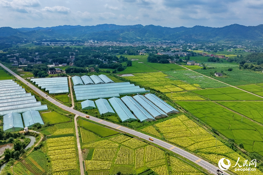 果蔬專業合作社種植基地，連片分布的鋼架薄膜大棚與田園、農房相互映襯，構成一幅業興景美的夏日鄉村畫卷。人民網記者 朱海鵬攝