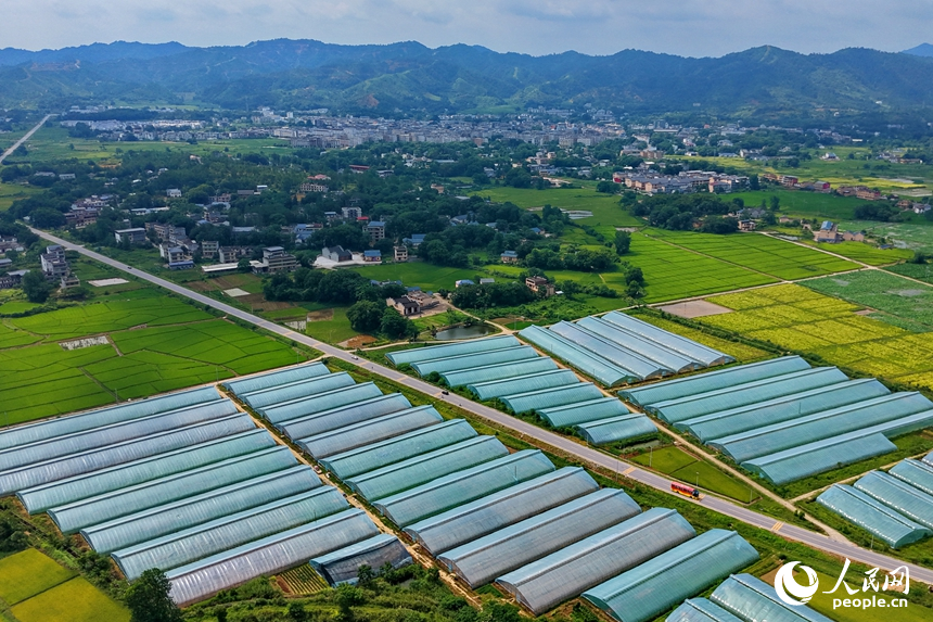 果蔬專業合作社種植基地，連片分布的鋼架薄膜大棚與田園、農房相互映襯，構成一幅業興景美的夏日鄉村畫卷。人民網記者 朱海鵬攝
