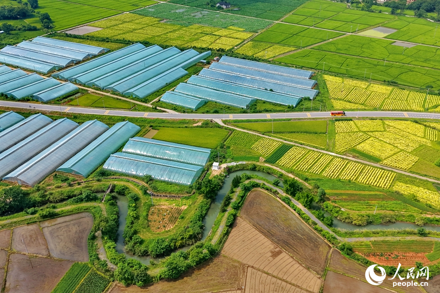 果蔬專業合作社種植基地，連片分布的鋼架薄膜大棚與田園、農房相互映襯，構成一幅業興景美的夏日鄉村畫卷。人民網記者 朱海鵬攝