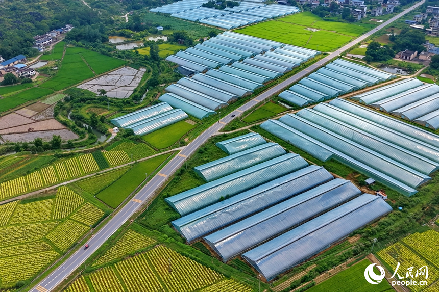 果蔬專業合作社種植基地，連片分布的鋼架薄膜大棚與田園、農房相互映襯，構成一幅業興景美的夏日鄉村畫卷。人民網記者 朱海鵬攝