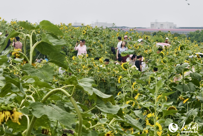 双休日，人们来到南昌高新区北沥公园观赏盛花期的向日葵。图为人们拍照打卡。人民网记者 时雨摄