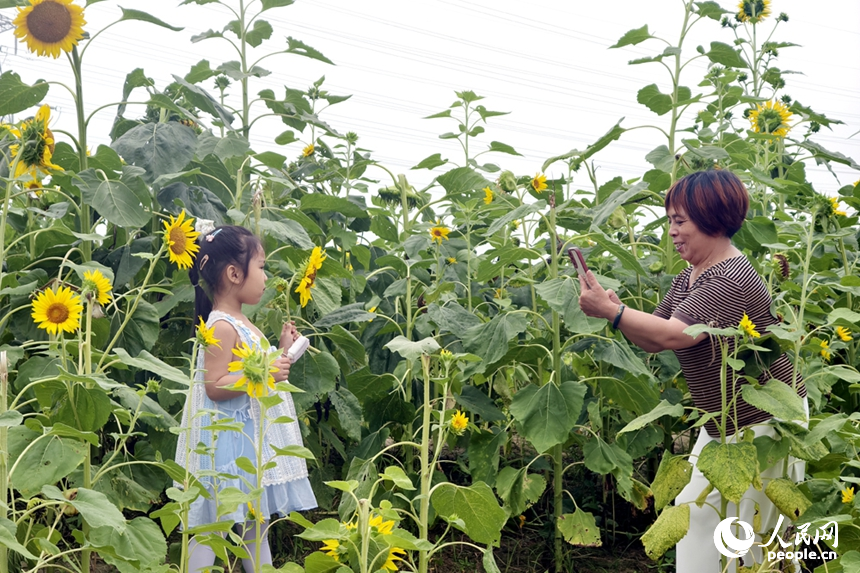 双休日，人们来到南昌高新区北沥公园观赏盛花期的向日葵。图为人们拍照打卡。人民网记者 时雨摄