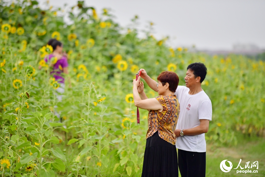 双休日，人们来到南昌高新区北沥公园观赏盛花期的向日葵。图为人们拍照打卡。人民网记者 时雨摄