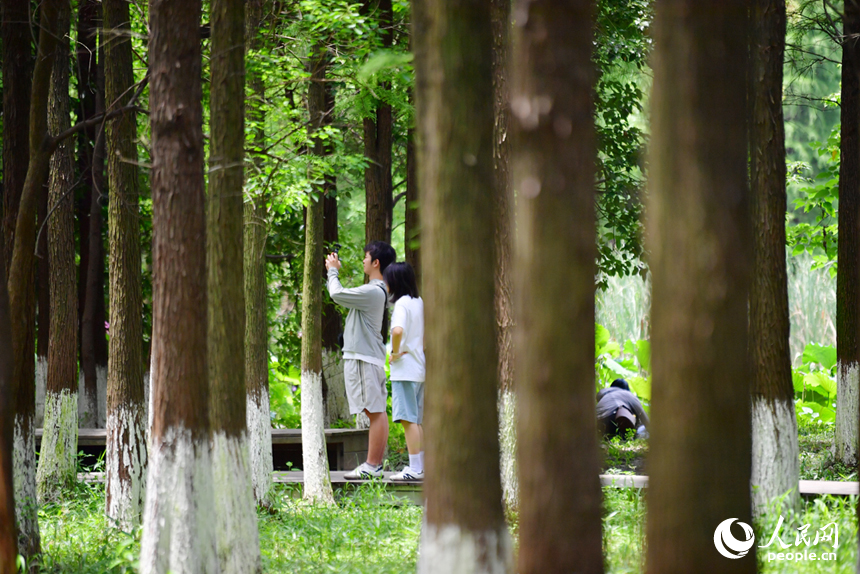 栈道穿行于水杉林之间，人们边走边拍，享受城市中的生态绿意。人民网记者 时雨摄
