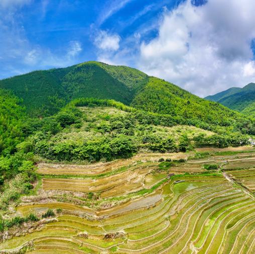 江西大余：水润梯田 蜿蜒叠翠