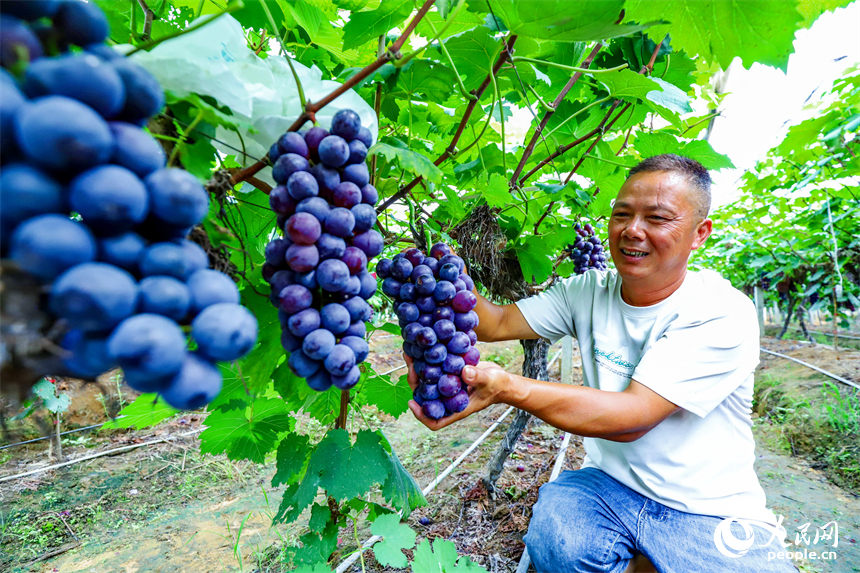 赣州市大余县黄龙镇的一家葡萄种植园，果农正抢抓晴好天气采摘成熟的葡萄，并给待采摘的青葡萄套袋，错峰供应水果市场。人民网记者 朱海鹏摄