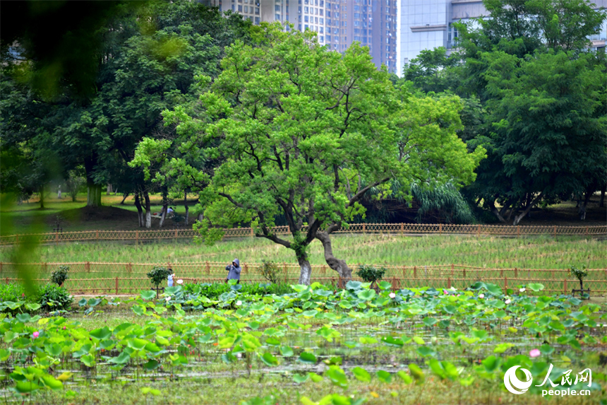 游客们在荷花池畔的栈道上拍照。人民网记者 时雨摄