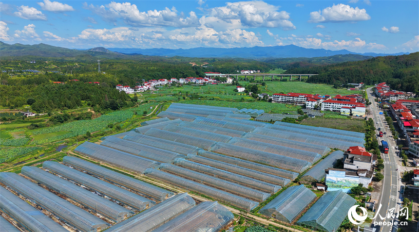 赣州市石城县小松镇桐江村蔬菜种植园，连片的钢架种植大棚蔚为壮观，与茂密树木、翠绿山峦、蜿蜒道路相映成画，组成一幅夏日和美乡村画卷。人民网记者 朱海鹏