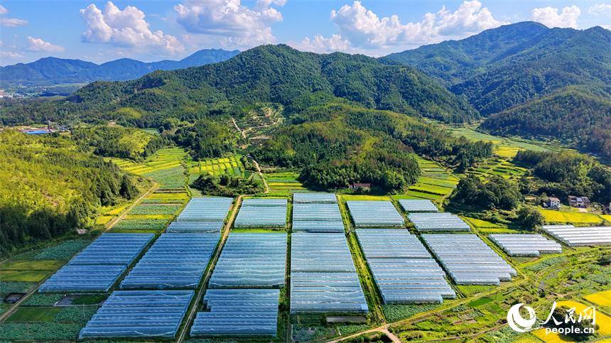 赣州市石城县小松镇桐江村蔬菜种植园，连片的钢架种植大棚蔚为壮观，与茂密树木、翠绿山峦、蜿蜒道路相映成画，组成一幅夏日和美乡村画卷。人民网记者 朱海鹏