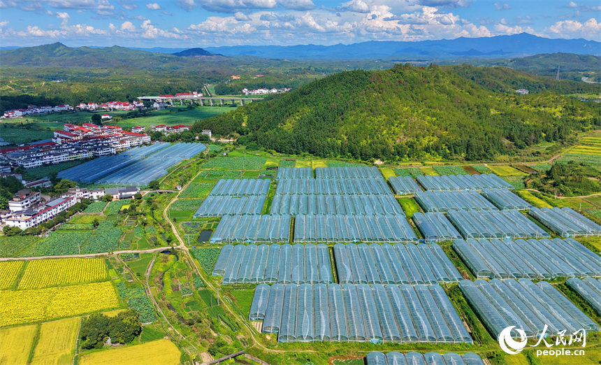 赣州市石城县小松镇桐江村蔬菜种植园，连片的钢架种植大棚蔚为壮观，与茂密树木、翠绿山峦、蜿蜒道路相映成画，组成一幅夏日和美乡村画卷。人民网记者 朱海鹏