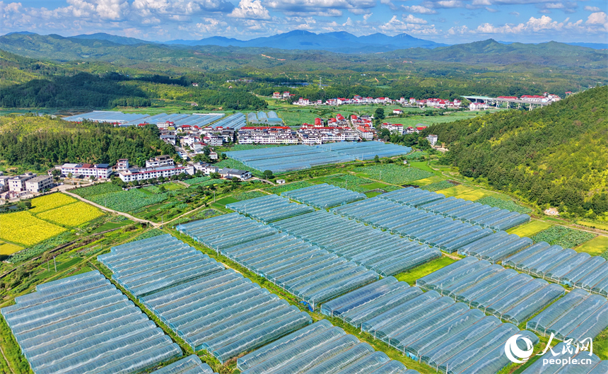 赣州市石城县小松镇桐江村蔬菜种植园，连片的钢架种植大棚蔚为壮观，与茂密树木、翠绿山峦、蜿蜒道路相映成画，组成一幅夏日和美乡村画卷。人民网记者 朱海鹏