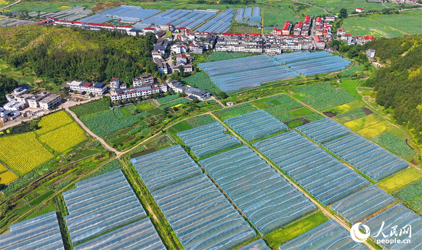 赣州市石城县小松镇桐江村蔬菜种植园，连片的钢架种植大棚蔚为壮观，与茂密树木、翠绿山峦、蜿蜒道路相映成画，组成一幅夏日和美乡村画卷。人民网记者 朱海鹏摄
