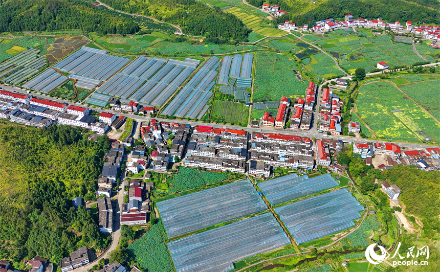赣州市石城县小松镇桐江村蔬菜种植园，连片的钢架种植大棚蔚为壮观，与茂密树木、翠绿山峦、蜿蜒道路相映成画，组成一幅夏日和美乡村画卷。人民网记者 朱海鹏