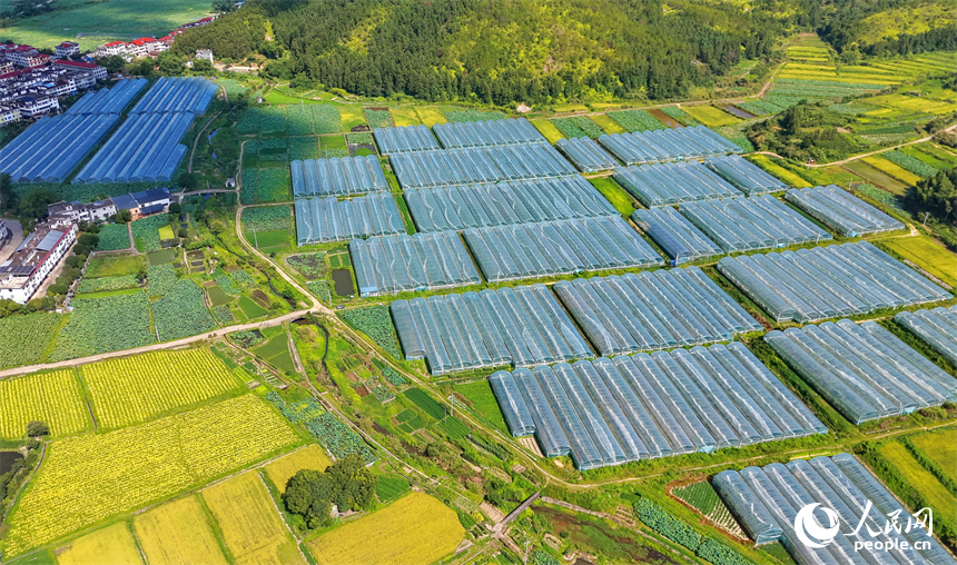 赣州市石城县小松镇桐江村蔬菜种植园，连片的钢架种植大棚蔚为壮观，与茂密树木、翠绿山峦、蜿蜒道路相映成画，组成一幅夏日和美乡村画卷。人民网记者 朱海鹏