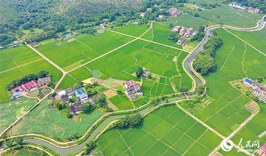 瑞金市云石山乡沿坝村，蜿蜒的灌溉水渠与村庄、河流、农田相互映衬，构成一幅仲夏时节水清岸绿的美丽乡村画卷。人民网记者 朱海鹏摄