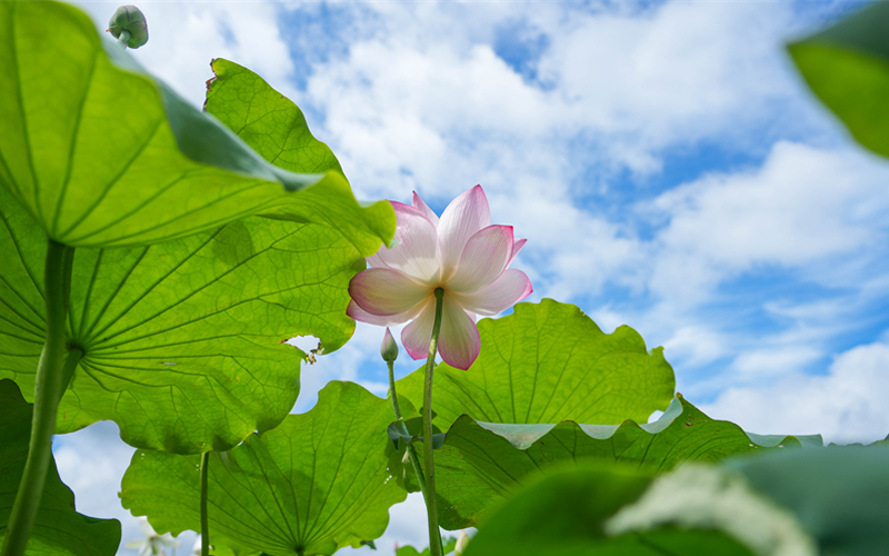 廣昌蓮花盛開 夏日文旅升溫