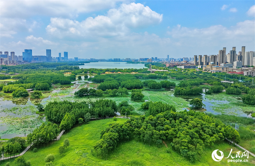 南昌高新區魚尾洲濕地公園，蒼翠挺拔的杉樹與濕地水系、公園棧道相映成趣，如同水上漂浮的綠色森林。人民網記者 朱海鵬攝