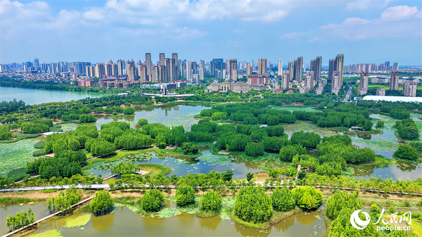 南昌高新区鱼尾洲湿地公园，苍翠挺拔的杉树与湿地水系、公园栈道相映成趣，如同水上漂浮的绿色森林。人民网记者 朱海鹏摄