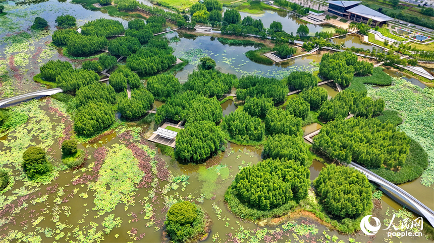 南昌高新区鱼尾洲湿地公园，苍翠挺拔的杉树与湿地水系、公园栈道相映成趣，如同水上漂浮的绿色森林。人民网记者 朱海鹏摄
