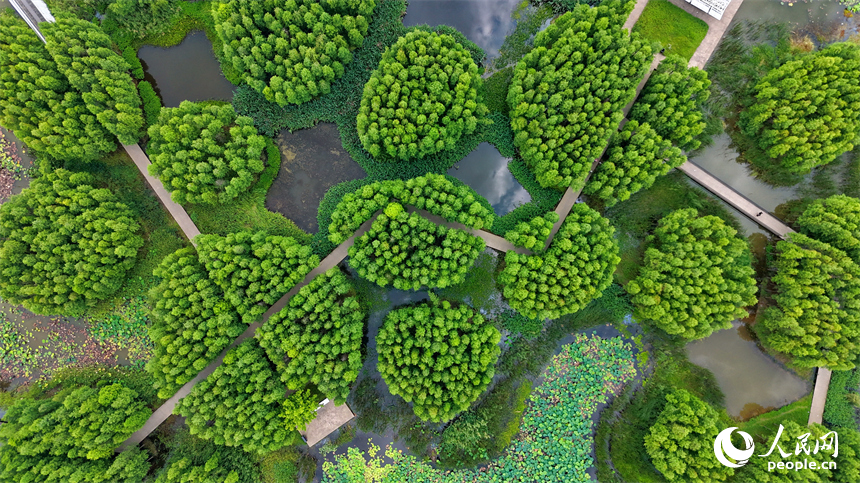 南昌高新区鱼尾洲湿地公园，苍翠挺拔的杉树与湿地水系、公园栈道相映成趣，如同水上漂浮的绿色森林。人民网记者 朱海鹏摄