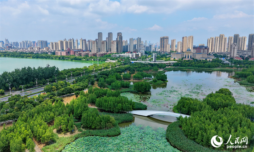 南昌高新区鱼尾洲湿地公园，苍翠挺拔的杉树与湿地水系、公园栈道相映成趣，如同水上漂浮的绿色森林。人民网记者 朱海鹏摄