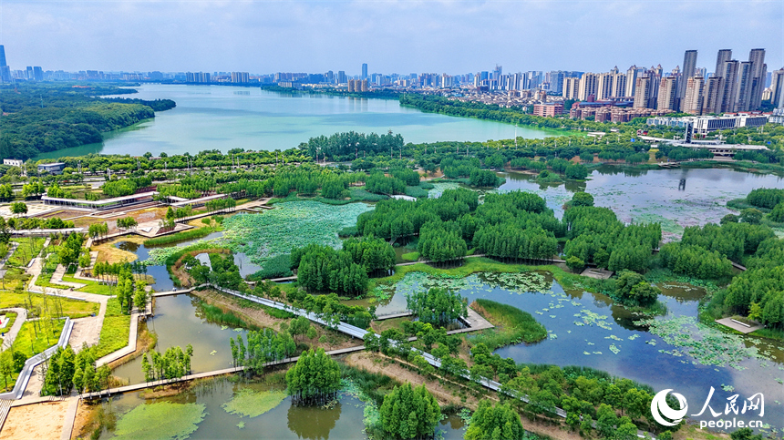 南昌高新区鱼尾洲湿地公园，苍翠挺拔的杉树与湿地水系、公园栈道相映成趣，如同水上漂浮的绿色森林。人民网记者 朱海鹏摄