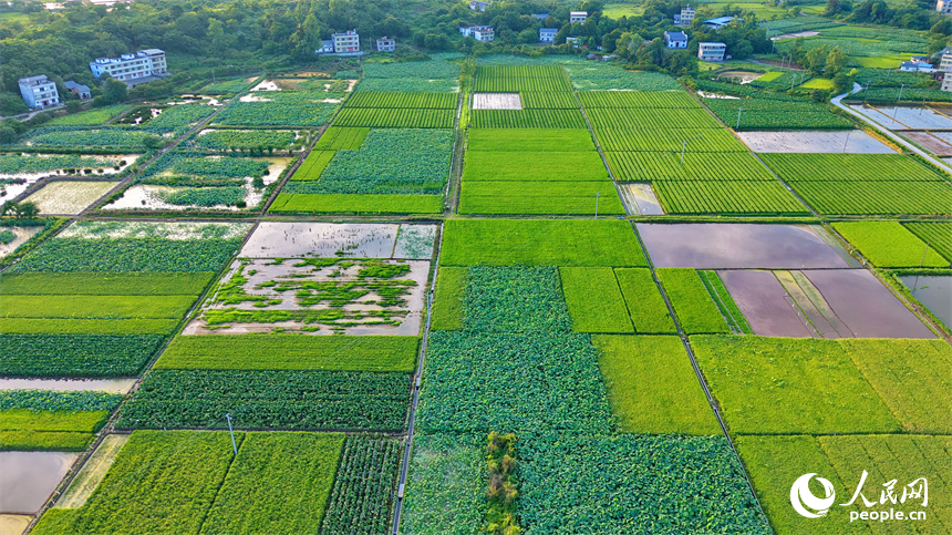 瑞金市壬田镇中潭村的制种水稻种植基地。人民网记者 朱海鹏摄