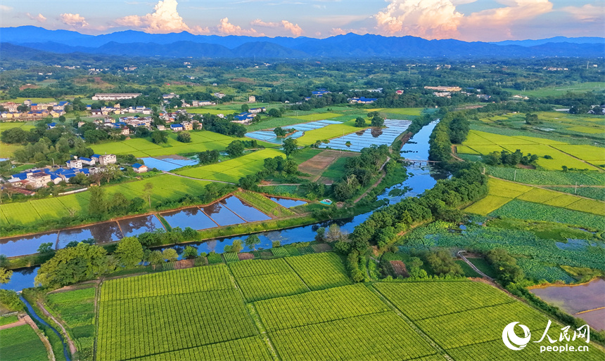 瑞金市壬田镇中潭村的制种水稻种植基地。人民网记者 朱海鹏摄