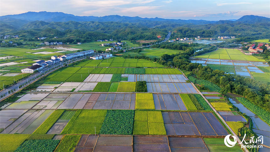瑞金市壬田镇中潭村的制种水稻种植基地。人民网记者 朱海鹏摄