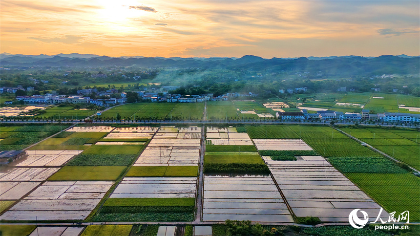 瑞金市壬田镇中潭村的制种水稻种植基地。人民网记者 朱海鹏摄