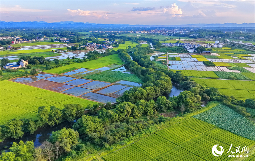 瑞金市壬田镇中潭村的制种水稻种植基地。人民网记者 朱海鹏摄