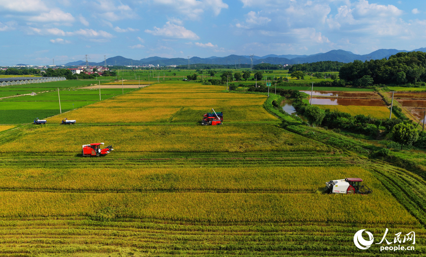 7月14日，永修县马口镇高峰村，农机手驾驶联合收割机在田间收割早稻。人民网记者 毛思远摄