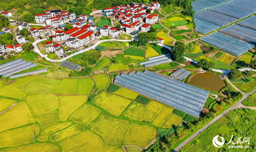 赣州市石城县琴江镇江背村，丰收时节的乡村美景怡人。人民网记者 朱海鹏摄
