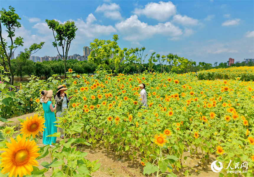 游客在向日葵“花海”中游玩，连片的花朵与蓝天白云、城市建筑交相辉映，构成一幅绚丽的夏日公园画卷。人民网记者 朱海鹏摄